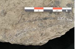 Foto (Detailansicht) von Lycopodites palaeoselaginella Ettingshausen (NHMW-GEO-2024-0188-10340b)